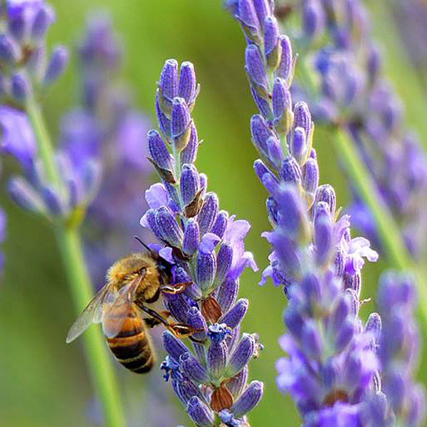 First, big image - 340x340